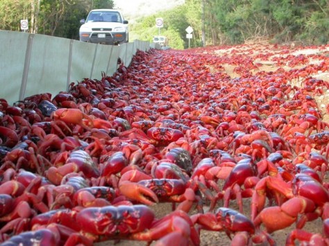 25-Christmas-Island-red-crab