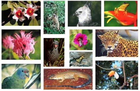 biodiversidade
